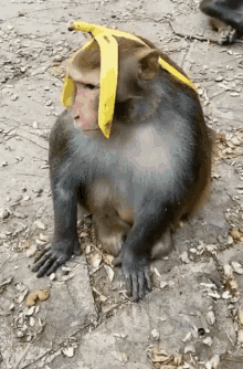 Monkey Eating GIF