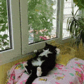 a black and white cat is laying on a bed with a bee blanket