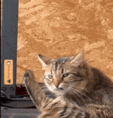 Annoyed Cat GIF - Annoyed Cat Mad GIFs