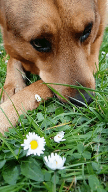 a close up of a dog chewing on grass and daisies