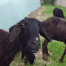 a group of black sheep standing in a grassy field .
