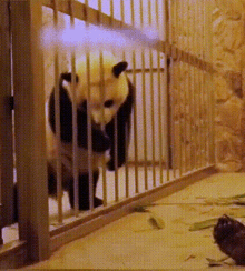 Panda Hug GIF - Panda Hug Love GIFs