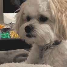 Dog Reaction Dog Looking GIF - Dog Reaction Dog Looking Dog Saku GIFs