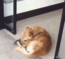 Funny Animals Lazy Dog GIF - Funny Animals Lazy Dog Sleepy GIFs