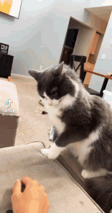 Cat Pussy GIF - Cat Pussy Fight GIFs