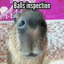 Capy Meme Balls Inspection GIF - Capy Meme Balls Inspection Balls GIFs