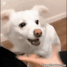 Dog Snoot Challenge GIF - Dog Snoot Challenge Fail GIFs