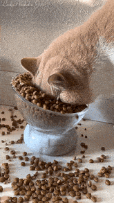 a cat is eating from a bowl of cat food with the word lucky written on the bottom