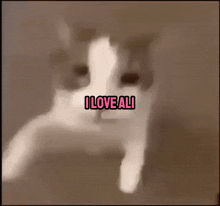 Cat Love Ali GIF - Cat Love Ali GIFs