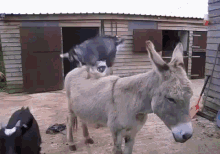 Patient Donkeys Deal With Wild Goats GIF