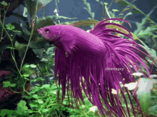 thanos fish betta guy fish purple