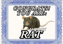 Rat Silly GIF