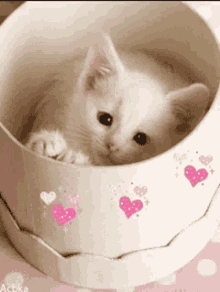Precious Kitty GIF - Precious Kitty Cute GIFs
