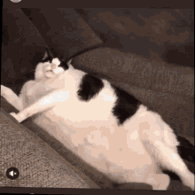 Cat Fat GIF - Cat Fat What GIFs