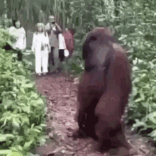 Monkey Orangutan GIF - Monkey Orangutan Looking Around GIFs