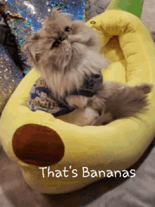 Bananas Cat GIF - Bananas Cat Thats Bananas GIFs