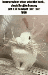 a white rabbit with a bunch of hay in its mouth is sitting on a table .