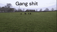 Sheep Gang Shit Cuh GIF - Sheep Gang Shit Cuh GIFs