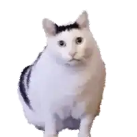 a white cat with a black spot on its head is standing on a white surface .