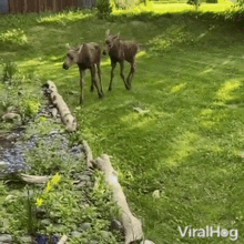 run away viralhog moose calf sprinkle water water