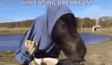 Horse Eating GIF - Horse Eating Spoon GIFs