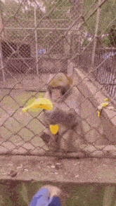 a person is feeding a monkey a banana through a chain link fence .