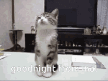 Goodnight Cat GIF - Goodnight Cat Mal GIFs