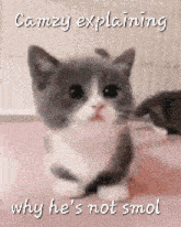 a gray and white kitten is sitting on a pink blanket and explaining why he 's not smol .