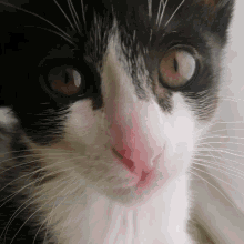 Cat Gatito GIF - Cat Gatito Michi GIFs