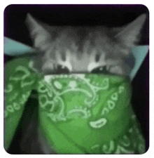 a cat wearing a green bandana around its neck .