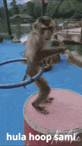 a monkey is playing with a hula hoop while standing on a pink barrel