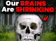 a picture of a skull with the words our brains are shrinking above it