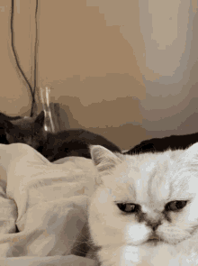 Sleepy Cat GIF - Sleepy Cat Sleep GIFs