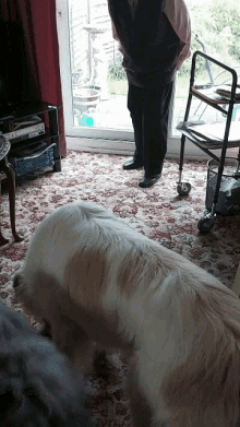 a man standing next to a dog in a living room looking out a sliding glass door