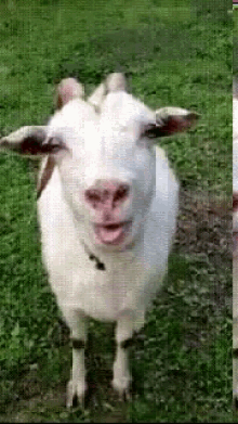 a white goat with horns is standing in the grass with its mouth open