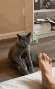 Cat Kitty GIF - Cat Kitty Foot GIFs