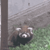 Redpanda Chinaredpanda GIF - Redpanda Chinaredpanda China Red Panda GIFs