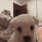 a small white puppy is looking at the camera