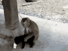 Monkey Dog GIF - Monkey Dog Hug GIFs