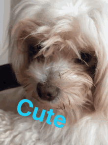 Cute Dog Daniel Dog GIF - Cute Dog Daniel Dog GIFs
