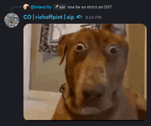 a picture of a dog with a caption that says richoffpint sip