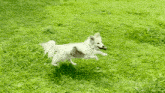 Happy Dog Run GIF - Happy Dog Happy Run GIFs
