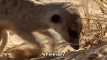 Where Is It? GIF