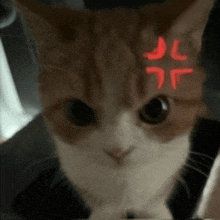 a close up of a cat 's face with a red light behind it