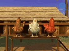 bailando gallinas culecas felices granja animales de la granja