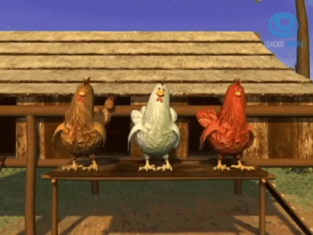 Видео куры бегают. Танцующая курица. Курица гифка. Курочка танцует. Три курицы.