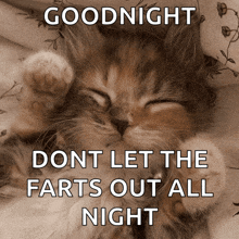 a picture of a cat with the words goodnight dont let the farts out all night on it