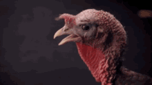 shocked turkey