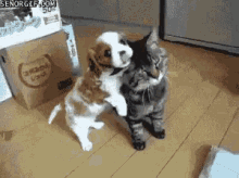 kittens and puppies hugging