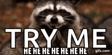 raccoon weird clapping evil laugh try me